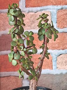 Lucky Jade Plant