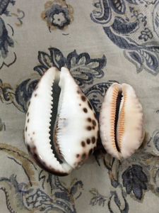 gem grade jester  and tiger cowries