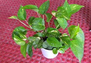 Set 2 Evergreen Money &amp; Arrowhead Plant &amp; Pot