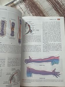 Langman's Medical Embryology 13th Edition