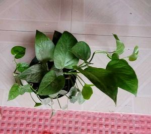 3 Set  Ming Aralia Pana &amp; Money &amp; Bear Plants