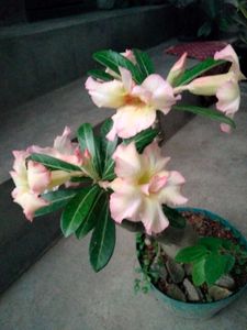Beautiful  light  yellow and Pink  Deser