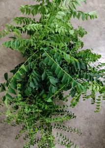 curry leaves plant