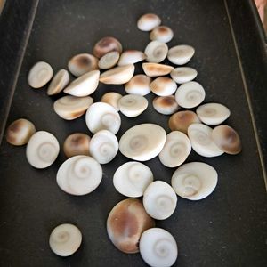 108 Natural Gomti Chakras (sacred operculum shells