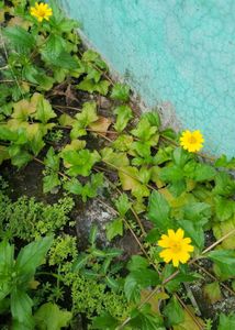 Wedelia plant Bright Yellow Flowers