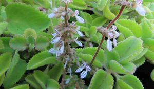 Mexican mint plant