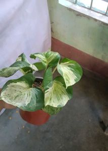 manjula Pothos Plant