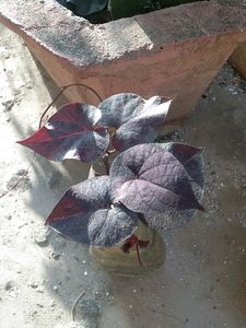 Violet Climbers (Plant Only )