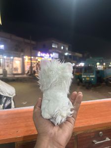 Zuru Coco Surprise Cone Silvy The White Plush Pupp