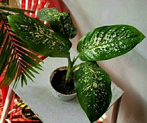 Dieffenbachias Amoen Plant 🌵&amp; pot