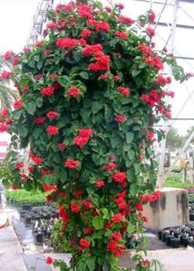 Red Flower Vine