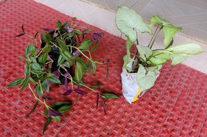 2) zebronics &amp; Arrowhead Plants 🌴