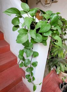Evergreen Money Plant 🪴 &amp; pot