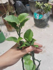 Nagdon plant