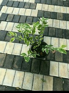11 Live Root Plants
