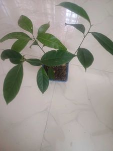Combo Of Jack Fruit and Mango Saplings For Sale