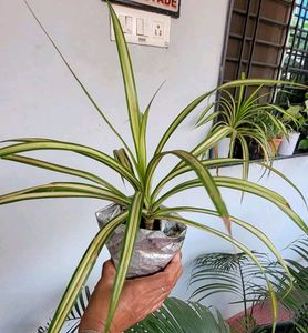 Pack 3 Dracaena Red Ruby &amp; Pandanus veitchii &amp; Nev