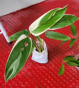Pack 2 Evergreen Ctenanthe pilosa.. Plan
