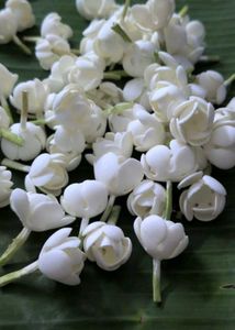 Fresh Jasmine Flowers making kit
