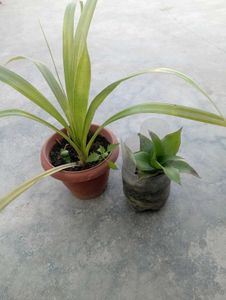 Combo Of Plant