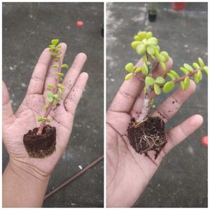 Miniature Jade Bonsai Tree