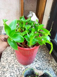 Live Basket Plant Pups (5 stalks)