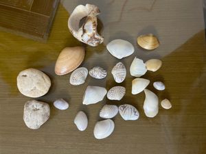 Sea Shells