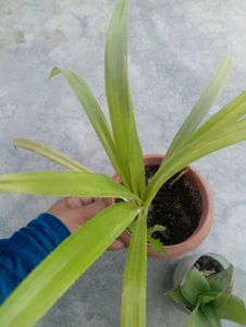 Combo Of Plant