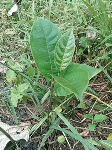 Jackfruit Plant