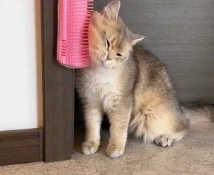 Cat Self Grooming Corner Brush