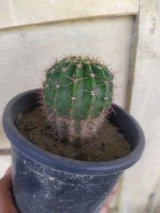 Ball Cactus Healthy Plant