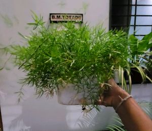 Asparagus Plants 🪴 &amp;pot