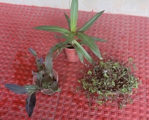 3 Set Moses in the Cradle &amp;Turtle Vine plants
