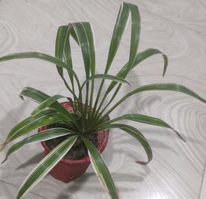 Chlorophytum Laxum Plant 🌵&amp;Pot