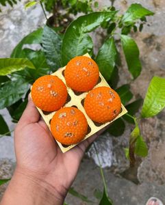 Soyewax premium Laddu candle