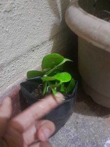 3 Healthy Pothos Plant Cutting potted in grow bag