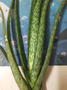 Aloe Vera Pant