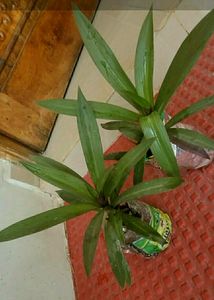 Combo Moses in Plan Cradle Plant