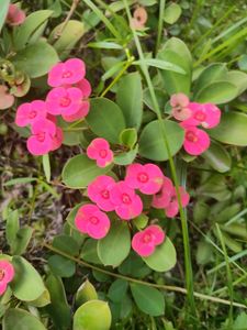 Euphorbia Flowering Plant