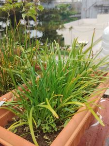 multiple plants