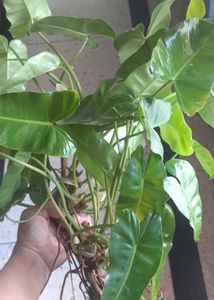 Lush Green Philodendron burl marx Plant