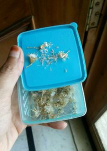 Plant Sprouts