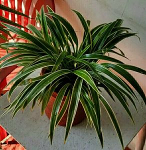 🌵 Plant Chlorophytum laxum &amp; Pot