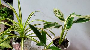 Pack 2 Nevernever & Pandanus veitchii Plant 🪴&Pot