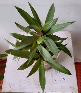 Pack 2 Moses in the Cradle Plants 🪴&amp; Pot
