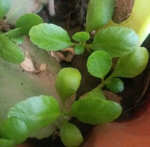 Medicinal Live Plant - Stone Crusher Plan