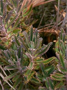 Kalanchoe Plant Tow