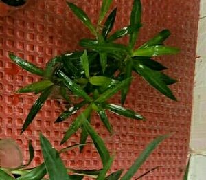 Pack 2 Moses In Cradle Plants &amp; Pot