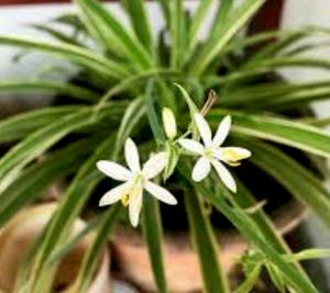 Chlorophytum laxum Plant 🪴&amp; Pot