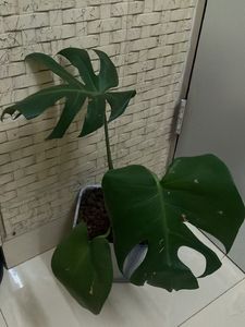 Beautiful Monstera Plant for Your Home